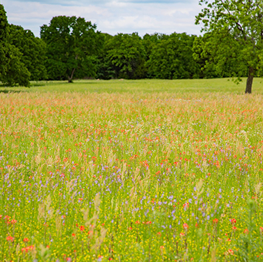 Peaceful RV sites surrounded by trees at Queen & Duke RV Resort in Whitesboro, Texas