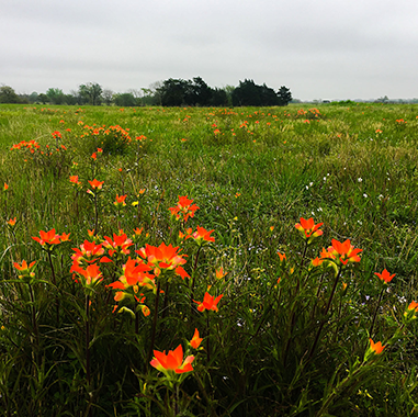 Peaceful RV sites surrounded by trees at Queen & Duke RV Resort in Whitesboro, Texas