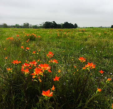 Peaceful RV sites surrounded by trees at Queen & Duke RV Resort in Whitesboro, Texas